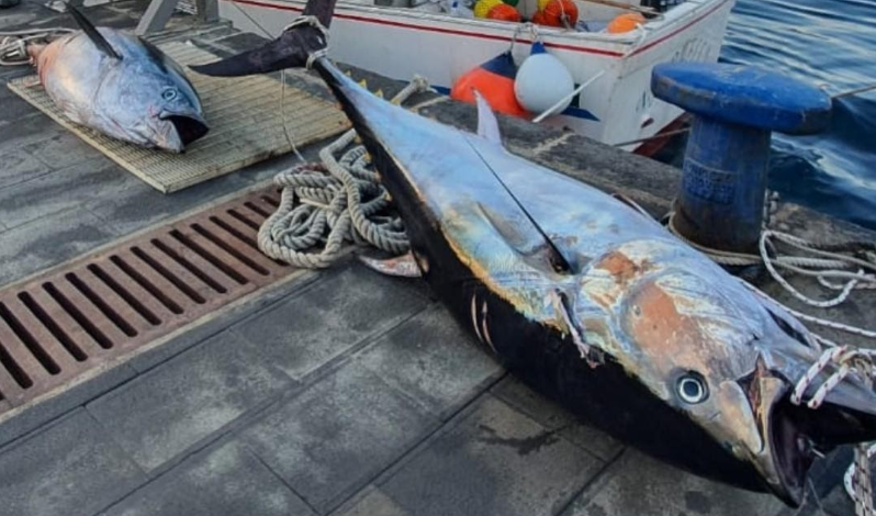 Pesca illegale di tonno rosso, sequestrati due esemplari di 250 chili: donati in beneficenza