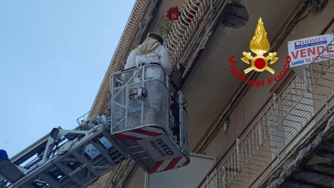 Sicilia “sotto attacco” da api, vespe e calabroni: vigili del fuoco costretti a intervenire