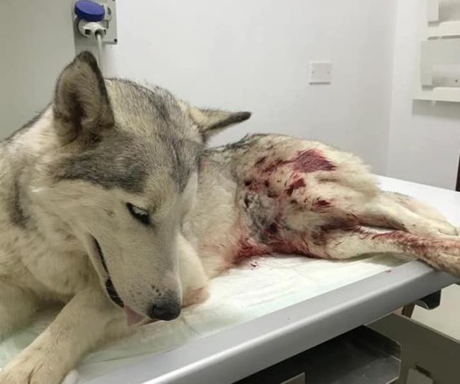 Sparano col fucile e uccidono una giovane Husky, Fanara: “Questa storia non cada nel dimenticatoio”
