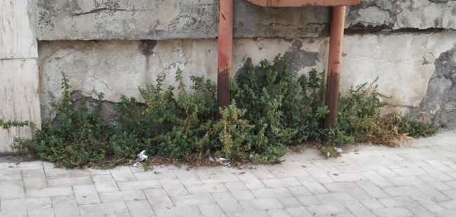 Erbacce invadono i marciapiedi di via Carducci e via Ala, la segnalazione del Comitato Cittadino Vulcania