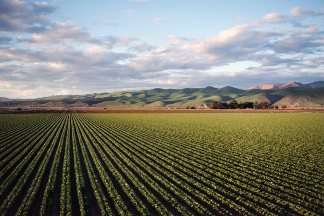 Sud, dall'agricoltura sociale un'opportunita' di crescita