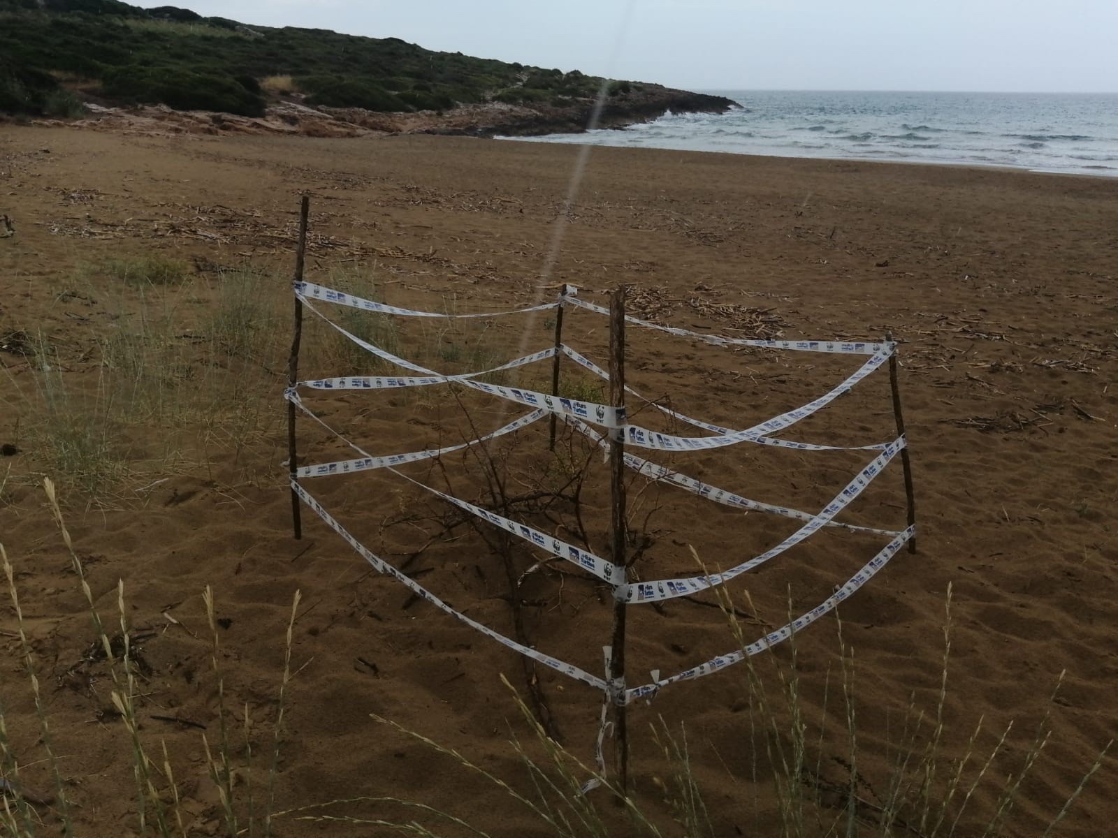 Nido di tartaruga marina sulla spiaggia dell’Eloro: ordinanza di interdizione dell’area