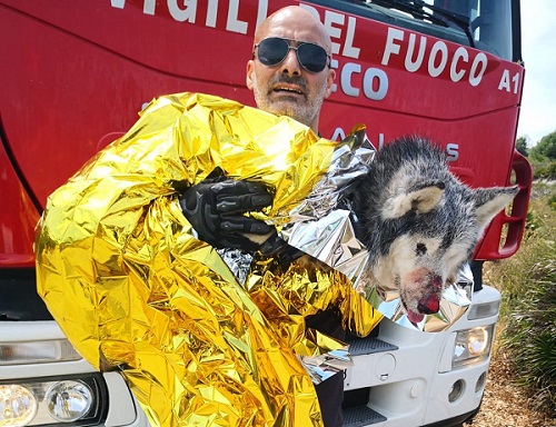 Cane rimane incastrato tra gli scogli e si ferisce: l’intervento dei vigili del fuoco gli salva la vita – FOTO