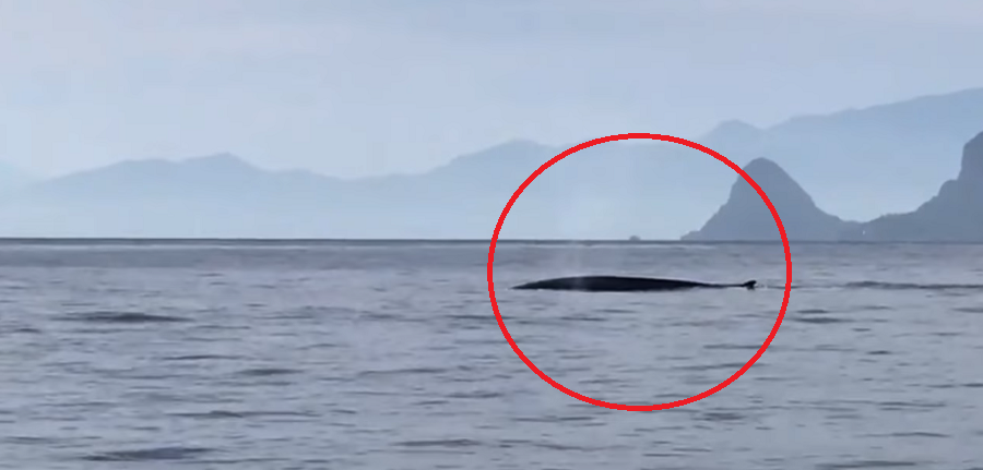 Spettacolo della natura sulle coste siciliane: avvistata una balena – il VIDEO