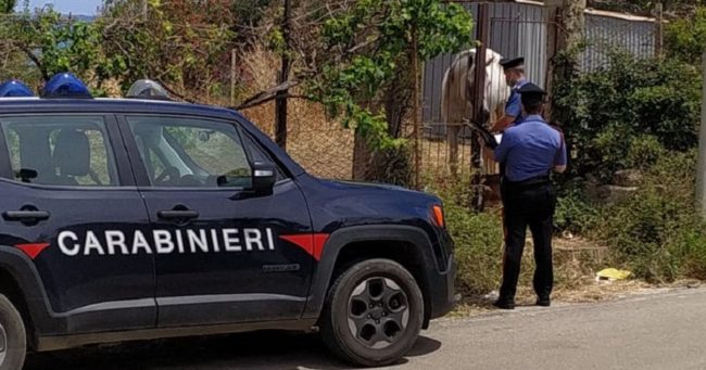 Cavalli e uccelli tenuti di nascosto, la puzza allerta i vicini che denunciano tutto: multa da 10mila euro