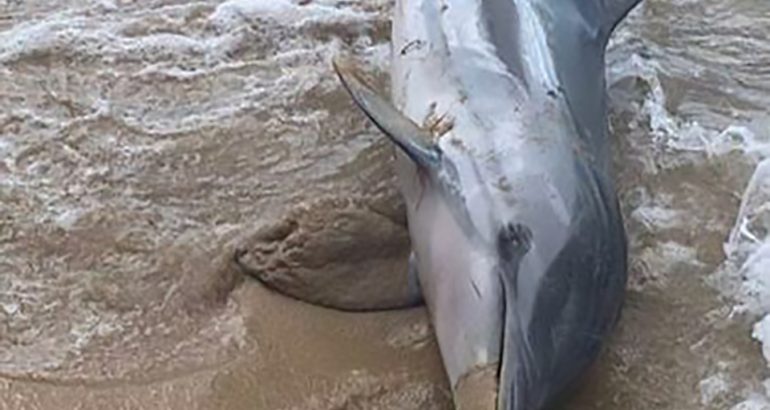 Cucciolo di delfino disorientato si spiaggia: morto nonostante i soccorsi