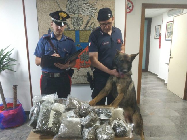 Operazione antidroga, due pusher beccati mentre cedevano droga: Ron fiuta 4,5 chili di marijuana