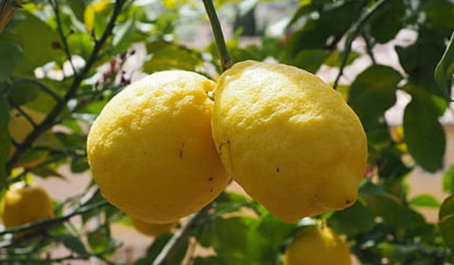 Evade dai domiciliari ma viene scoperto: incastrato con 70 chilogrammi di limoni