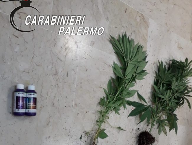Arrestato per tentato omicidio, produceva anche marijuana in casa: denunciato 28enne