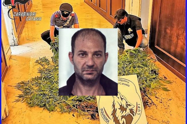 Coltivazione di marijuana a suon di musica, così il catanese Rosario Piacente è stato arrestato – FOTO e VIDEO