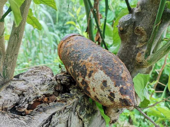 Ordigno bellico “nascosto” su un ciliegio: intervengono artificieri ed esercito