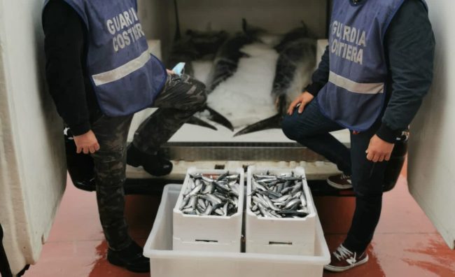 Chili di tonno rosso e sarde privi di traccibilità: maxi sequestro e multe salate