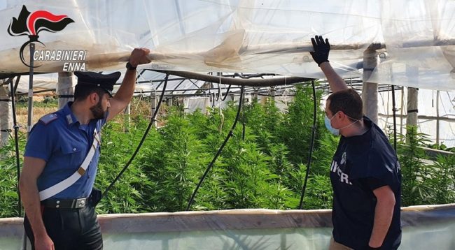 Un ettaro di terreno e un’area dedicata alla marijuana. Tagliata pianta da 60mila euro: arrestato 48enne