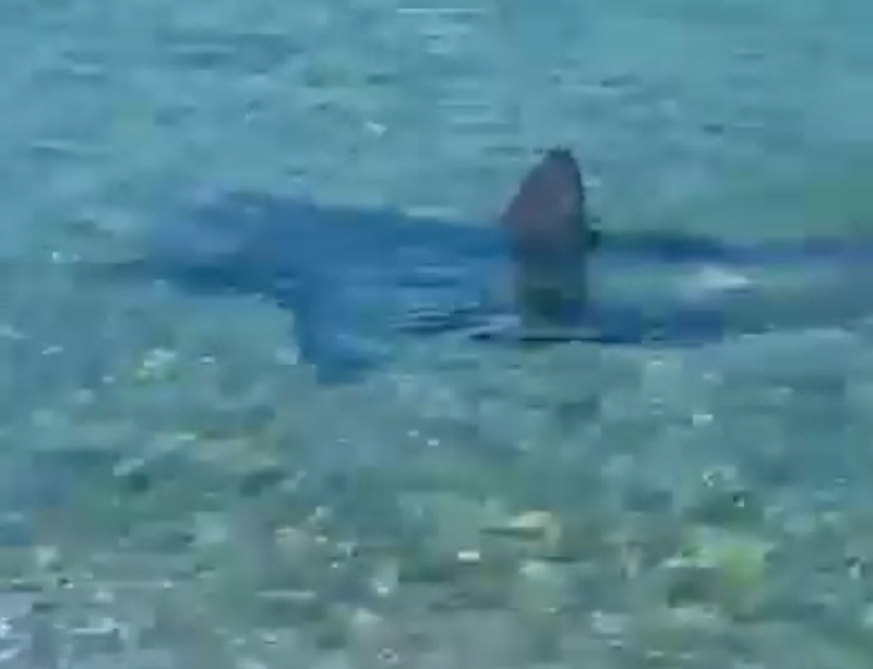 “Uno squalo, uscite dall’acqua!” e parte la sassaiola all’animale. Avvistamento in Sicilia: “Verdasca non pericolosa” – VIDEO