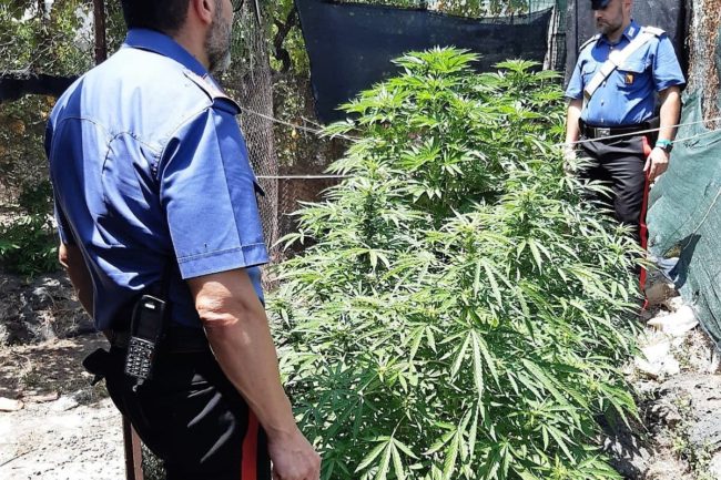 Piantagione di canapa in un terreno demaniale del villaggio Dusmet, decine di piante sequestrate
