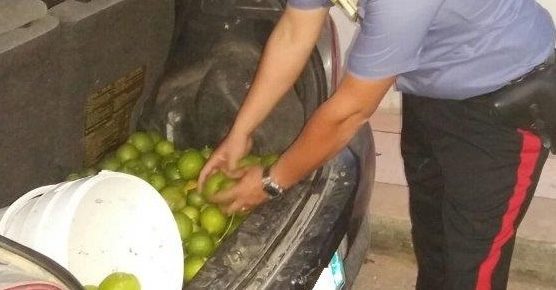 Rubano mille chili di limoni e poi scappano nei campi: indagini in corso per risalire agli autori