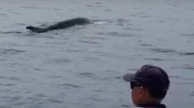 Catania, balenottera di 20 metri in difficoltà scortata nel mare di Santa Tecla – IL VIDEO