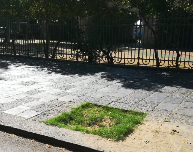 Piantumazioni, “2.000 alberi per Catania”: colmati vuoti nel centro e in periferia – FOTO