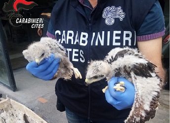 Operazione Peregrinus, bracconaggio e  traffico di rapaci: arrestati 9 soggetti