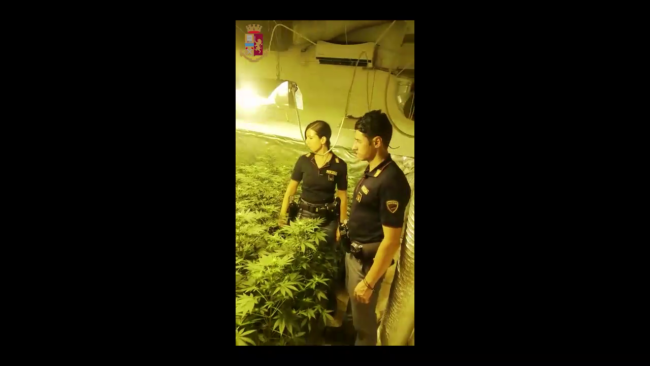 Viavai sospetto da un appartamento smaschera serra indoor di marijuana: arrestato 49enne