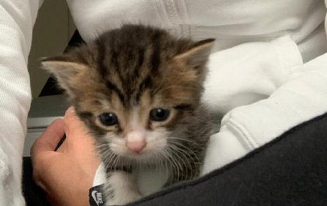 Gattino incastrato in una ruota, agente lo salva: nuova vita per Polis, adottato subito dopo