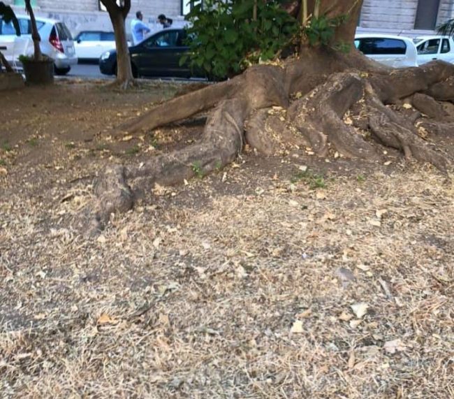 Catania, lavori di riqualificazione in Largo Aquileia. Soddisfatto il consigliere Cardello: “La politica dei fatti”