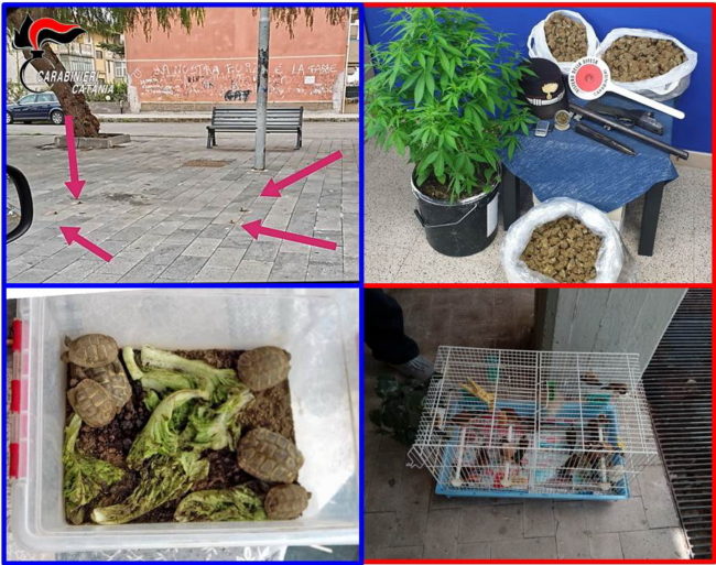 Catania, oltre 60 carabinieri per un maxi servizio anticrimine: sequestrati 4 chili di marijuana e un fucile