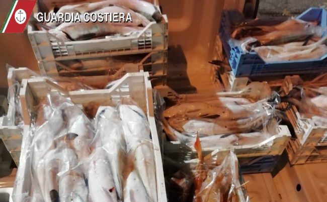 Operazione Guardia Costiera Catania, sequestrati oltre 150 Kg di pesce non idoneo al consumo e 60 Kg di ricci