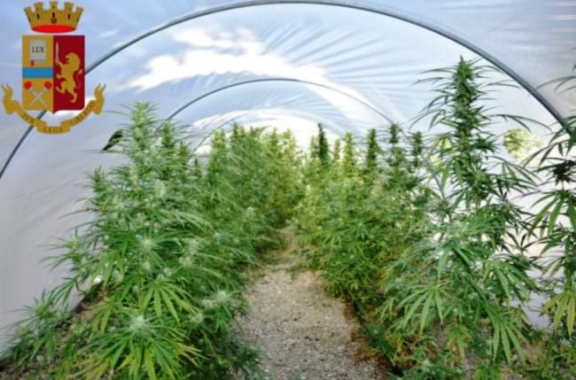 Marijuana tra gli alberi di albicocco, perquisizione in un fondo agricolo: arrestato 57enne