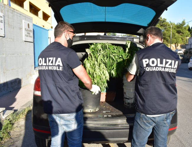 Forte odore acri da alcuni terreni, coltivazione di marijuana: un uomo e una donna deferiti – VIDEO