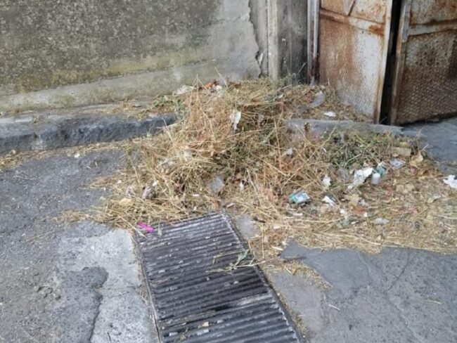 Catania, foglie secche davanti ai garage o ai bordi delle strada in via Don Minzoni: la denuncia di Zingale