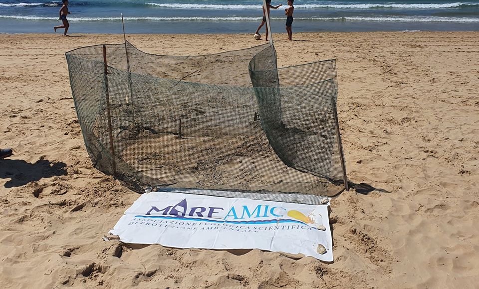 Caretta Caretta depone le sue uova a Punta Grande, Mareamico: “Non succedeva da 17 anni”