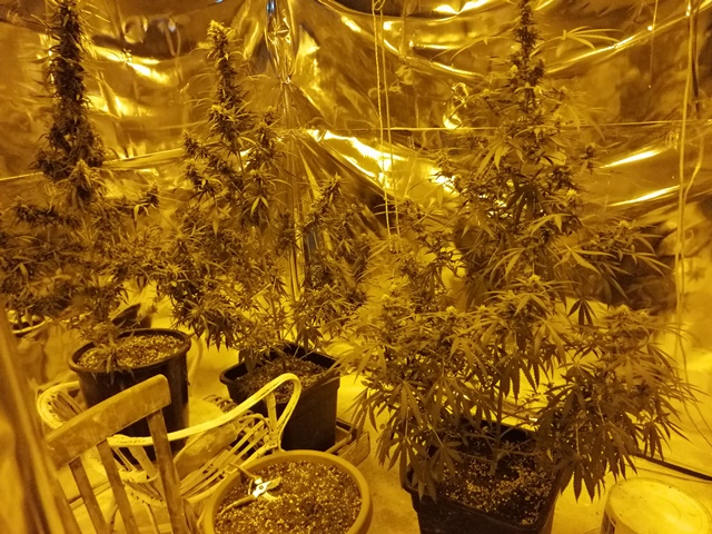 Coltivavano in casa marijuana con lampade termiche e infrarossi: denunciati madre e figlio