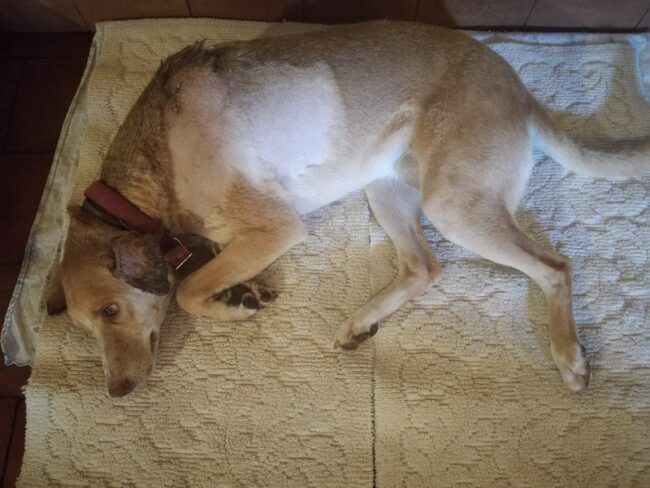 Cagnolina ferita da dardo di balestra nel Catanese: Vita sottoposta a delicato intervento – FOTO