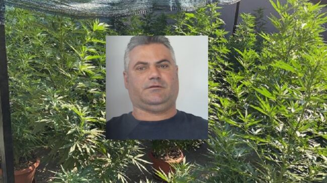 Coltivava marijuana in uno stabile in disuso di San Nullo: in manette Agatino Aperi