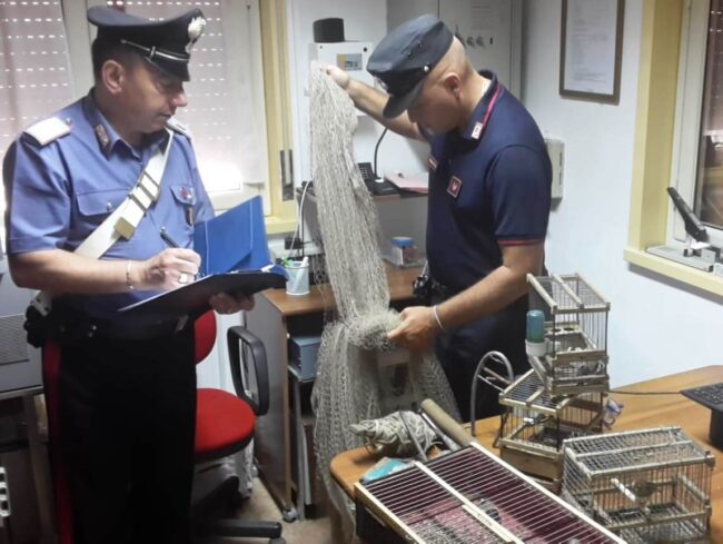 Sorpresi a catturare con trappole e richiami 17 cardellini: in manette due uomini