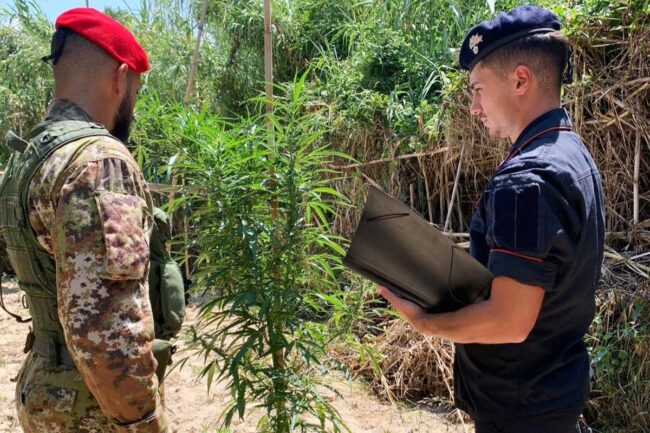 Coltivazione di cannabis tra i canneti incolti nel Catanese: arrestato “coltivatore” 34enne