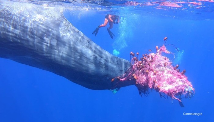 Capodoglio incastrato, si tenta di liberarlo da due giorni: cetaceo sempre più stressato e incontrollabile