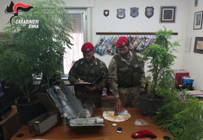 Trovato nella sua abitazione con 5 piante di marijuana e 6mila euro in contanti: arrestato 52enne