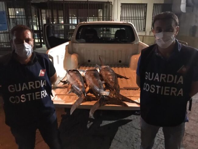 Operazione “Tuna & Sword”, la filiera della pesca catanese nel mirino della Guardia Costiera: i dettagli
