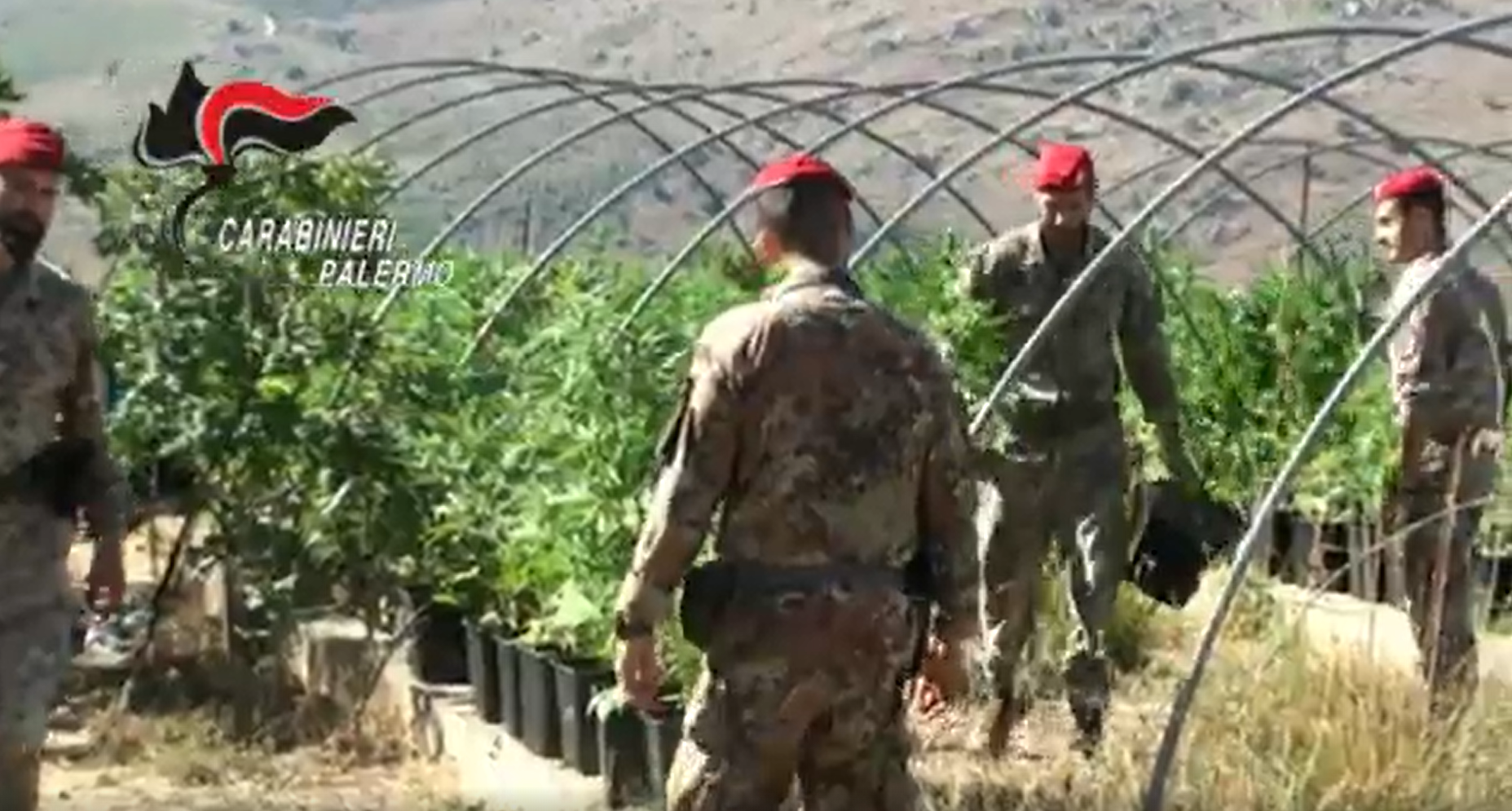 “Laboratorio” per la produzione e il confezionamento di marijuana: in manette tre pusher – VIDEO