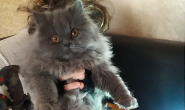 Gatto smarrito a Messina, si cerca Fiona: fondamentale per la riabilitazione del piccolo proprietario