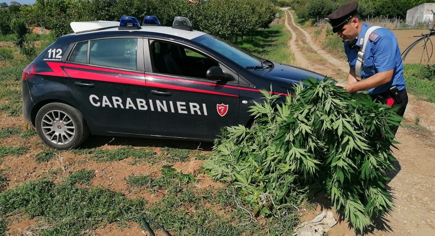 Era impegnato a irrigare piante di marijuana, ma i carabinieri lo scoprono: arrestato 59enne