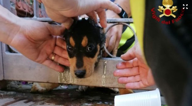 Cucciolo di cane incastrato tra le grate di un cancello: vigili del fuoco lo salvano