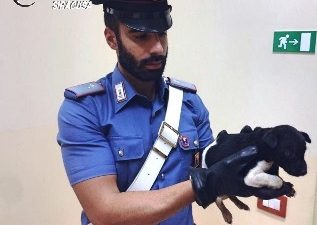 Donna sottrae un cagnolino al suo padrone perché ritenuto malnutrito e maltrattato: denunciata dai carabinieri