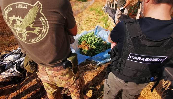 Tra le zucchine nella serra coltivava cannabis: in manette egiziano senza permesso di soggiorno