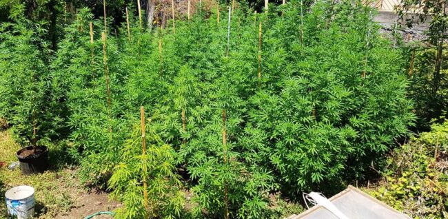 Usa ospedale del Catanese abbandonato per piantare marijuana: trova i carabinieri nascosti tra le foglie