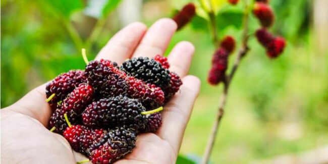 La “mora di gelso”, un frutto morbido e succoso: delizia della Sicilia – ORIGINI e PROPRIETÀ