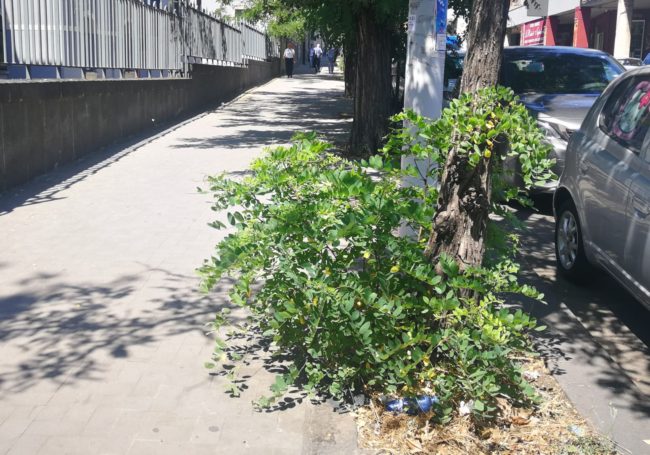 Catania, situazione intollerabile a piazza Santa Maria di Gesù. L’appello del Comitato Terranostra