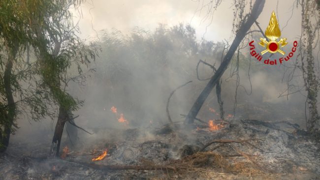 Incendio nell’Oasi del Simeto, fumo alto e fiamme: in azione vigili del fuoco e Forestale – FOTO